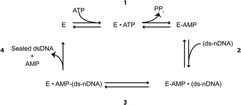 Original Proposed Ligation Reaction Model The Proposed Model For Nick
