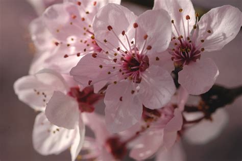 Flowers For Flower Lovers Cherry Blossom Pictures