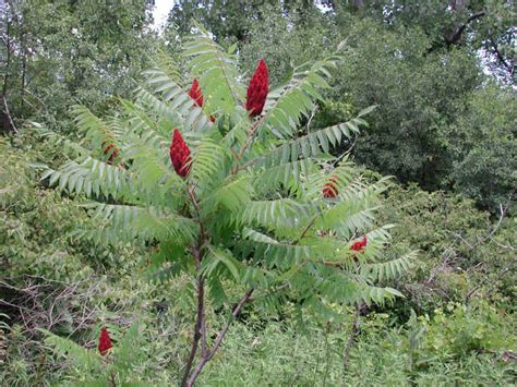 Staghorn Sumac Rhus Typhina 06 Flowering Trees Bushes And Shrubs