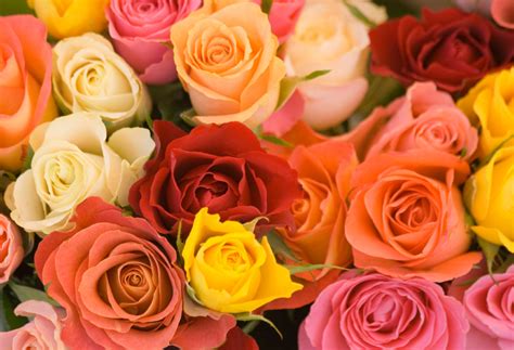 10 Top Tips For Growing Roses Uk