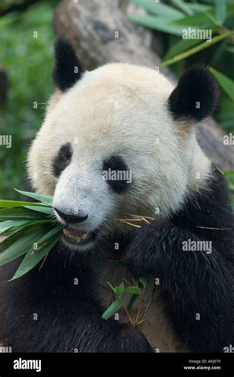Giant Panda Ailuropoda Melanoleuca Eating Bamboo At The Panda Breeding