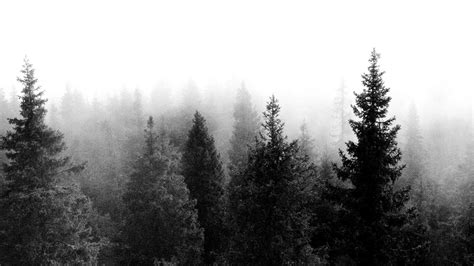 Black And White Forest Wallpaper 57 Images