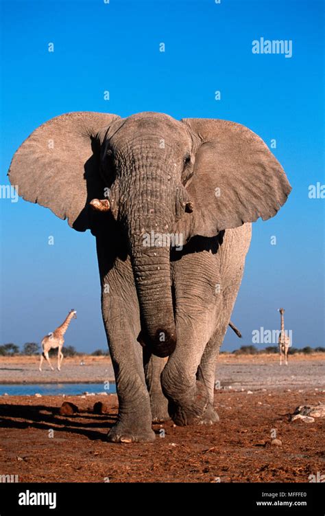 Elephant In Threatening Posture Hi Res Stock Photography And Images Alamy