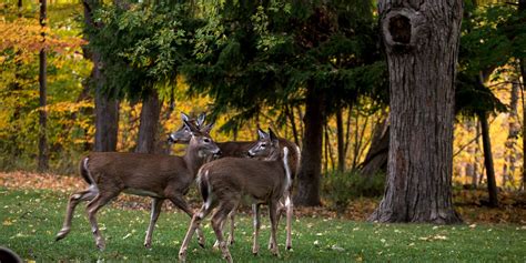 Ann Brokelman Photography White Tailed Deer In Scarborough