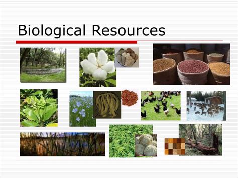 Ppt Natural Resources Materials Powerpoint Presentation Free