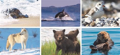 Defenders Of Wildlife Vote For Your Favorite Image For The New 2022