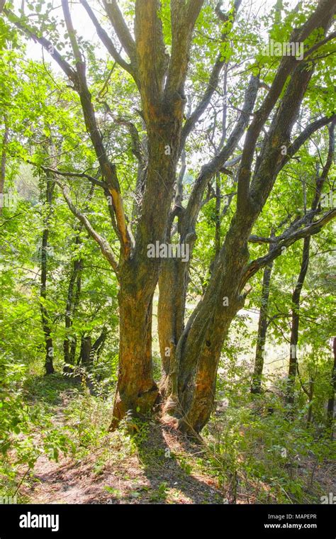 Summer Forest Dry Tree In The Deciduous Forest In Summer Stock Photo