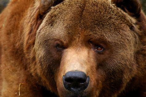 Kodiak Bear Facts And Beyond Biology Dictionary