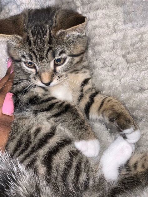 Female Tabby Kitten Sold In Chelmsford Essex Gumtree