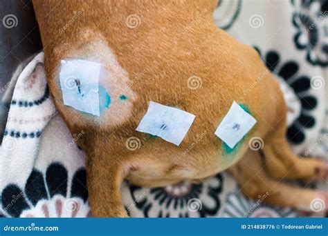Close Up Photo Of A Dog With Lumps On His Skin After The Surgery Stock