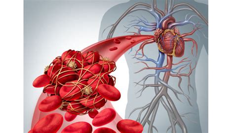 Sistema Circulatório O Que é Função Coração Vasos Sanguíneos