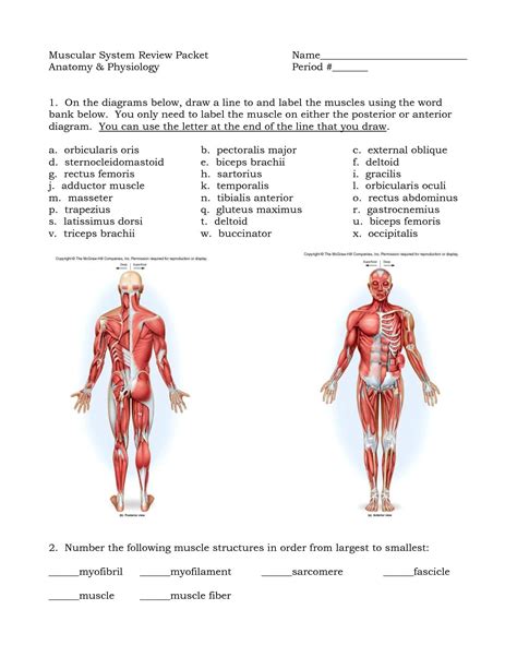 You have over 600 muscles in your body! Muscle Diagram Blank . Muscle Diagram Blank 40 Elegant ...