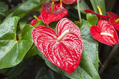 Basic Care For The Anthurium The Flower Shop