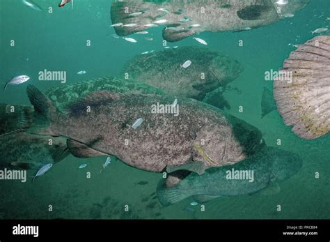 Goliath Grouper Underwater Wreck Hi Res Stock Photography And Images