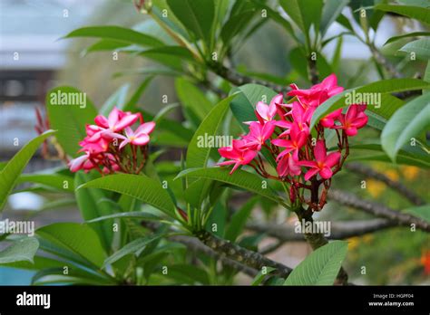 Red Flowers On Tropical Tree Among Green Leaves Stock