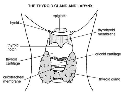 Testing Your Thyroid The Definitive Guide To Optimal Ranges Dr Alan