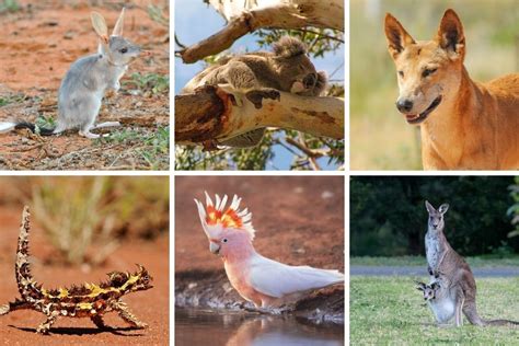 Zvieratá V Austrálií 10 Jedinečných Zvierat Z Austálie Topdensk