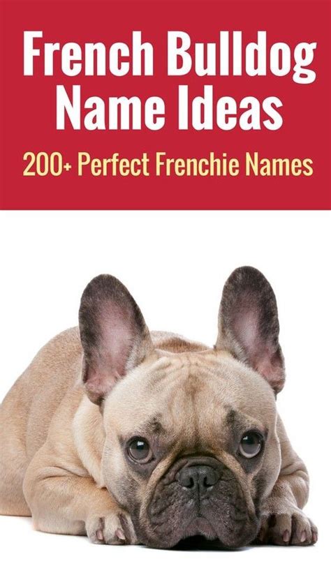 French bulldogs are an intelligent breed, however their willful, stubborn. Get ready for an ultimate list of 200+ French Bulldog ...