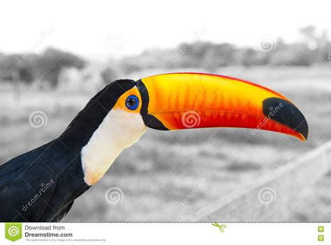 Funny Toucan Bird Stock Image Image Of Bird Beautiful 70711679