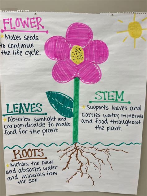 Parts Of A Plant Anchor Chart Plants Anchor Charts Parts Of A Plant