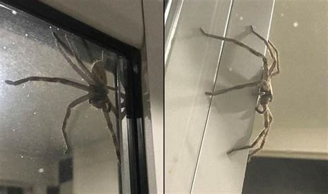 Huge Huntsman Spider Scares Australian Couple As It Appears On Their Glass Door