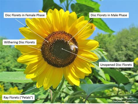 Guide To Growing Sunflowers Growing Sunflowers Growing Sunflowers