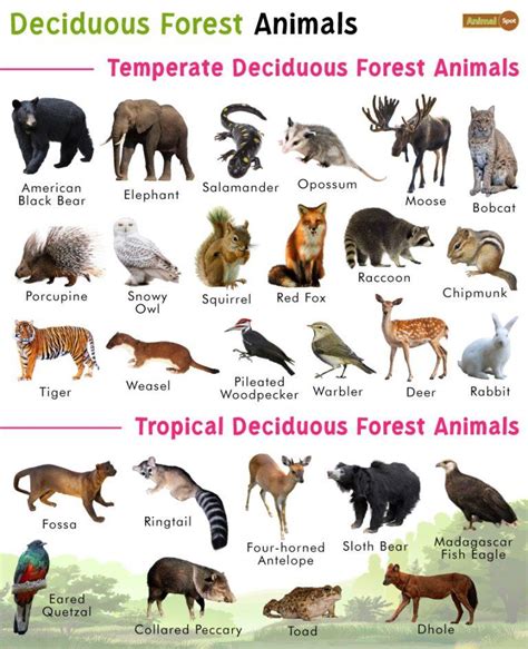 Deciduous Forest Animals List Facts Diet Adaptations And Pictures