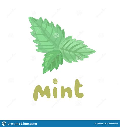 Mint Icon Culinary Herb Cartoon Fresh Mint Leaves On White Background