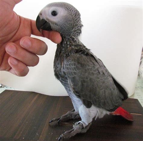 African Grey Parrot African Grey Babies Birds For Sale Price