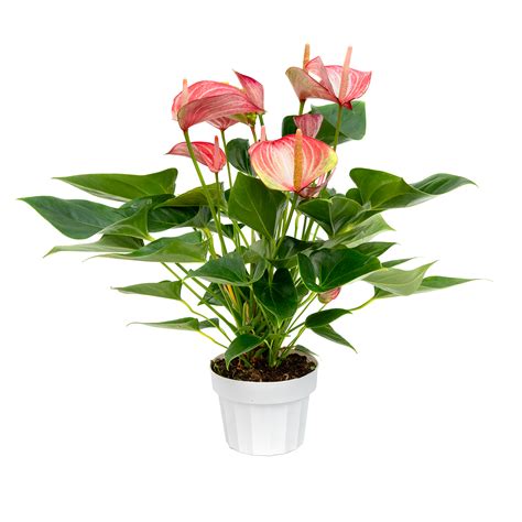 Anthuriums (anthurium spp.) are tropical perennials with unique flowers and leaves, normally grown as houseplants. Anthurium Livium - Olive Hill Greenhouses