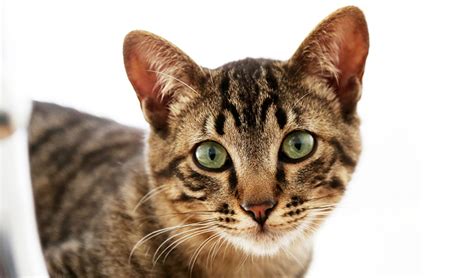 Features Of Your Cats Ears 23 May 2017 Pet Blog Veterinary Tips