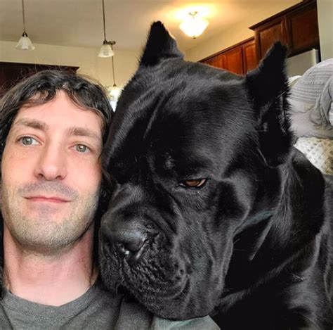 Gede Banget Potret Anjing Besar Yang Ukurannya Sama Seperti Orang Dewasa Maroofbar Com