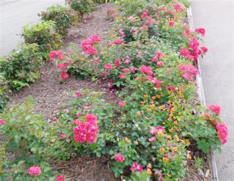 Drift Roses Area Carpet Of Color For Mothers Day Home