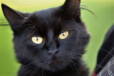 Cute Black Cat With Yellow Eyes Blackcat Kitty Cutecat Handsomecat