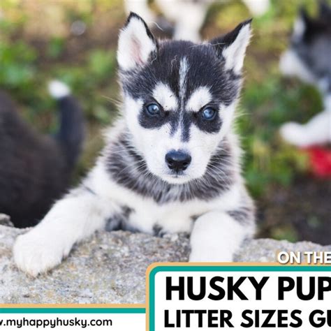 Husky Litter Sizes Explained All Info You Need My Happy Husky