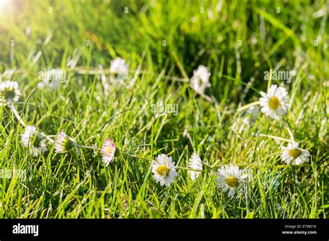 Daisy Chain Hi Res Stock Photography And Images Alamy