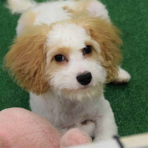 Cavapoo Puppy For Adoption 3 Ridgewood Kennels Ii