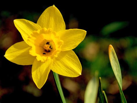 Easter Bell Daffodil Flower Free Photo On Pixabay Pixabay