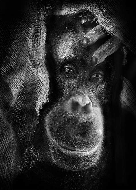 Inhuman Unnerving Portraits Of Emotional Apes 2014 Flashbak