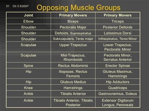 Agonist And Antagonist Muscle Pairs Chart