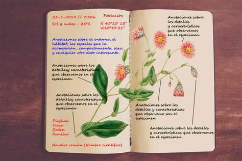 El Cuaderno De Campo Modelos Y Ejemplos Vive La Naturaleza