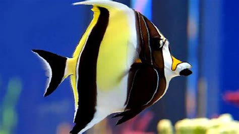 Fish Breeds Information And Pictures Of Saltwater And
