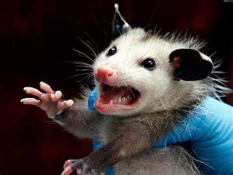 Opossum Funny Animal Faces Funny Animals Cute Animals Baby Opossum