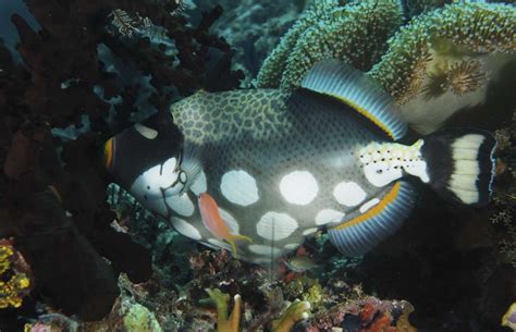 Clown Triggerfish Balistoides Conspicillum Marine Life Liveaboard