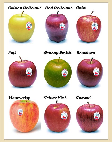 Different Types Of Apples With Pictures Images And Pictures Becuo