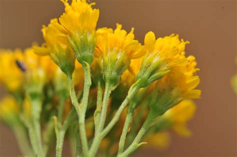 Hymenothrix Wislizeni Trans Pecos Thimblehead Southwest Desert Flora