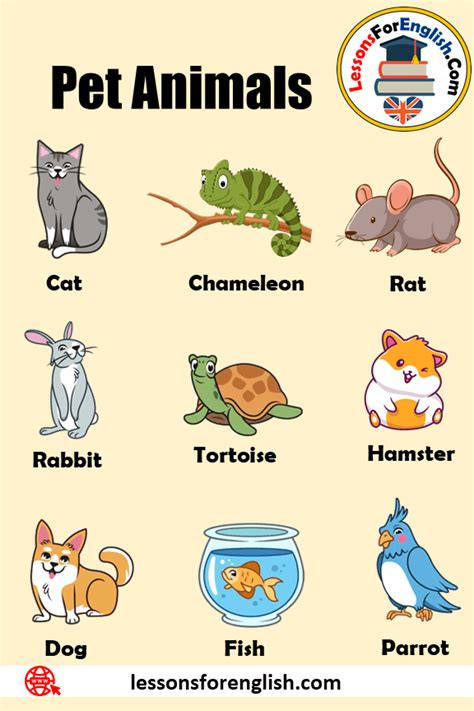 1000 Pet Animals Names Definition And Example Sentences Dog Cat And
