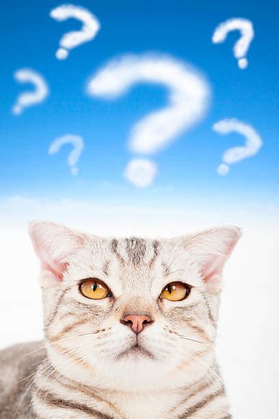 Question Mark Cat Stock Photos Pictures And Royalty Free Images Istock