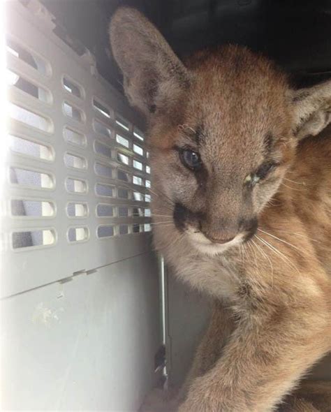 Young Mountain Lion Caught Up In Wildfires Fought For Its Life Look At