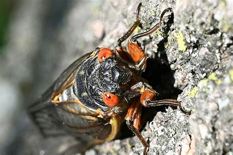 Get Ready For Sex Crazed Zombie Cicadas In New York